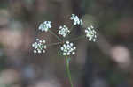 Stiff cowbane